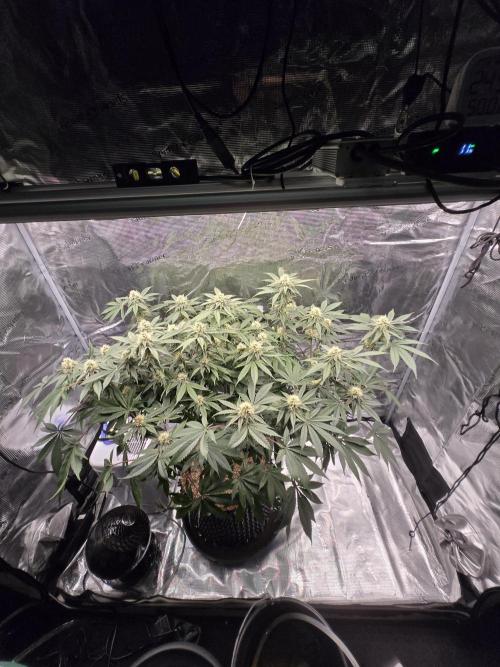 Tangerine Dream. Week 15