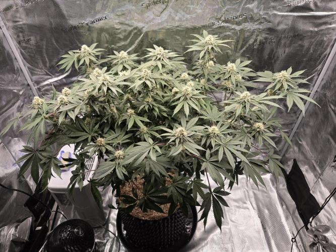 Tangerine Dream. Week 15