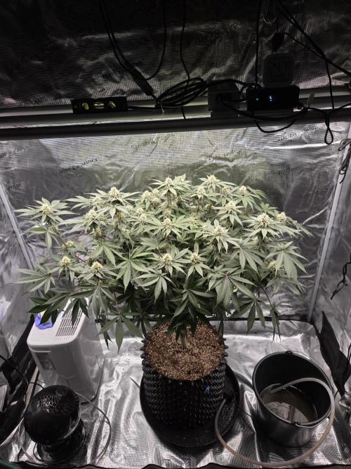 Tangerine Dream. Week 15
