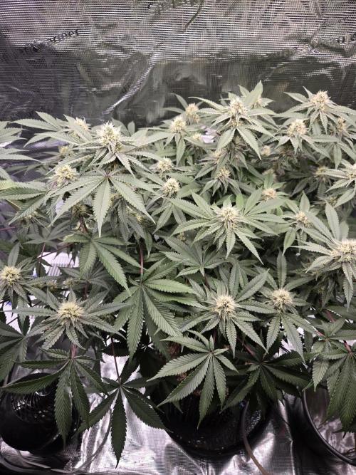 Tangerine Dream. Week 15