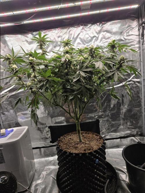 Tangerine Dream. Week 15