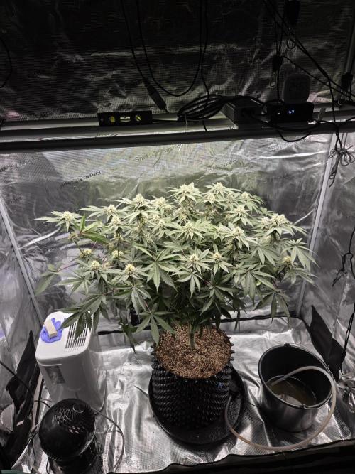 Tangerine Dream. Week 15