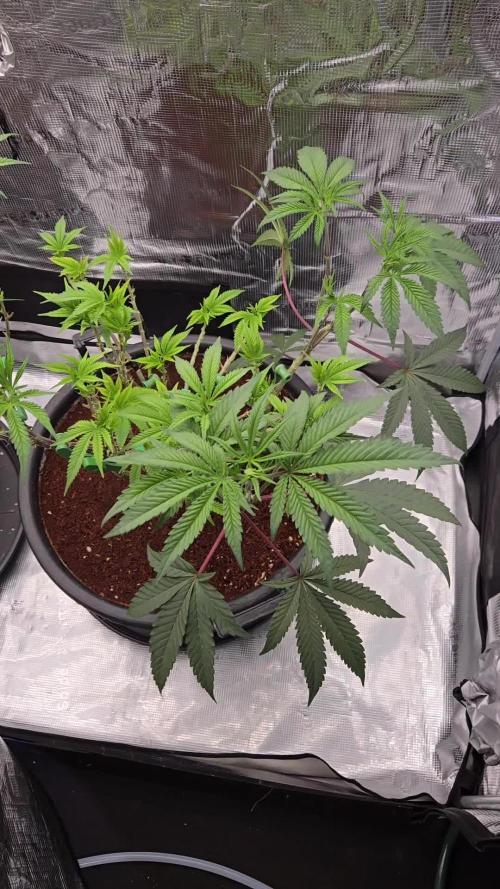 Gorilla Glue #4 x white widow