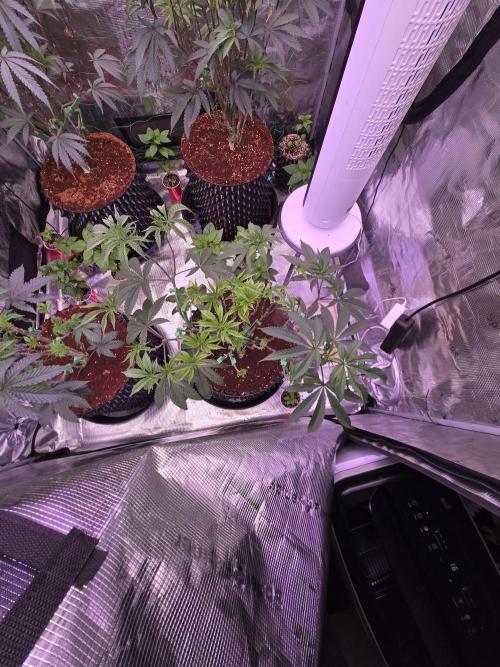 Gorilla Glue #4 x white widow. Week 11
