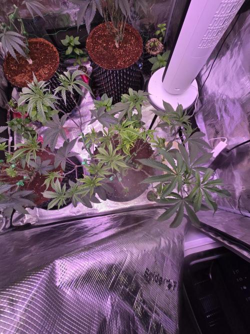 Gorilla Glue #4 x white widow. Week 11