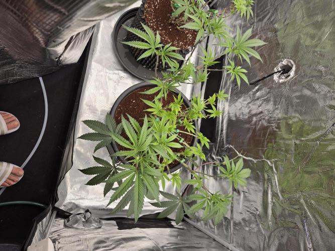 Gorilla Glue #4 x white widow. Week 11