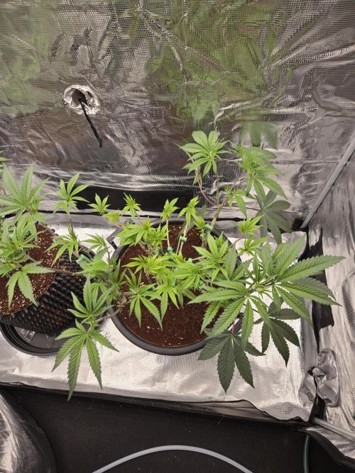 Gorilla Glue #4 x white widow. Week 11