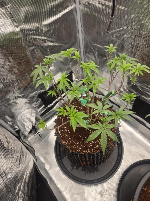 Gorilla Glue #4 x white widow. Week 11