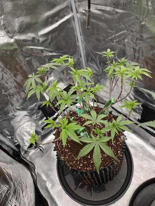 Gorilla Glue #4 x white widow. Week 11