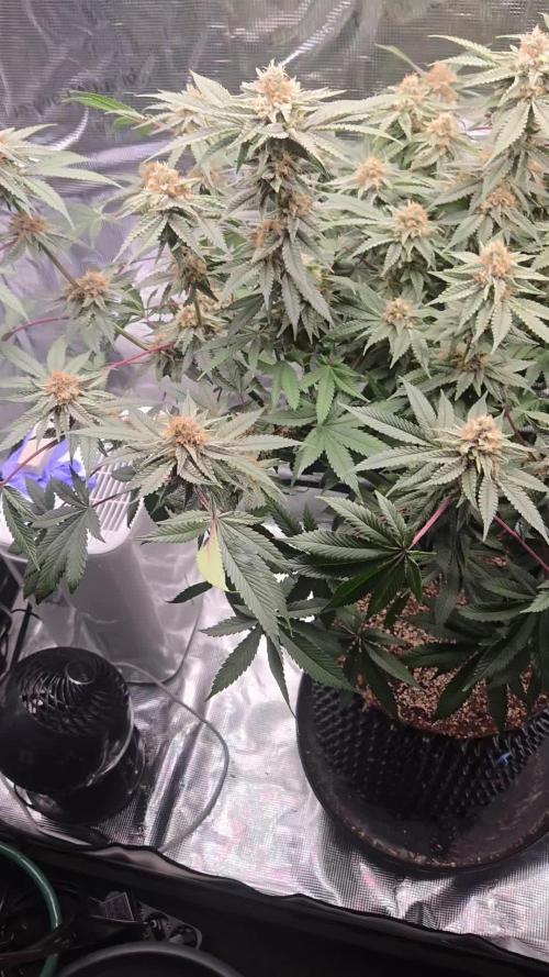 Tangerine Dream