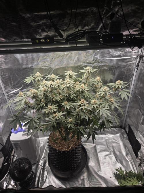 Tangerine Dream. Week 16