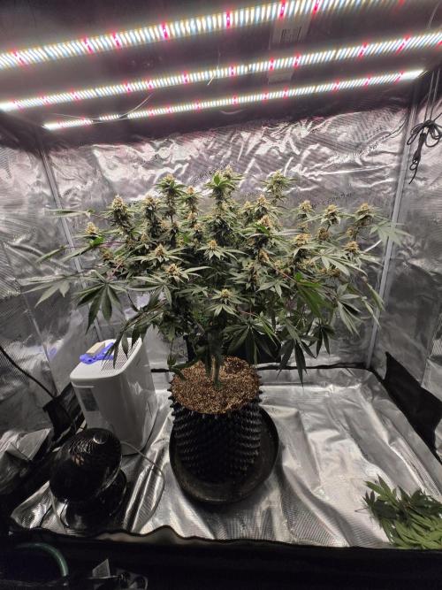 Tangerine Dream. Week 16