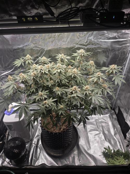 Tangerine Dream. Week 16