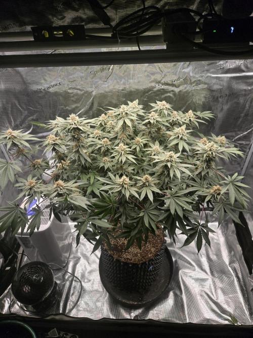 Tangerine Dream. Week 16