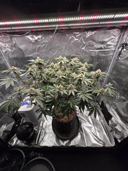 Tangerine Dream. Week 16