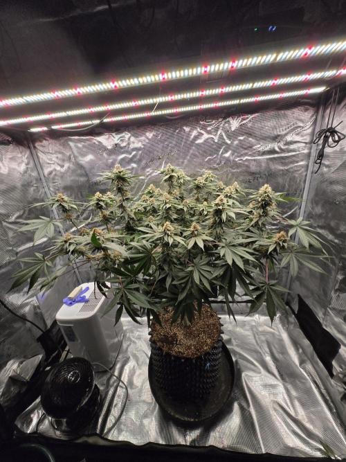 Tangerine Dream. Week 16