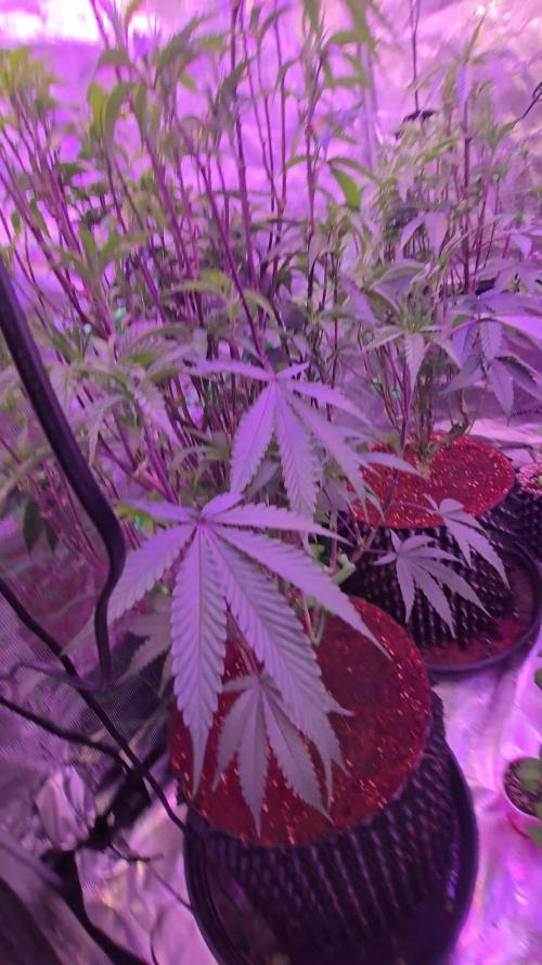 Mac1 F1 Hybrid