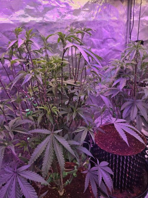 Mac1 F1 Hybrid. Week 11