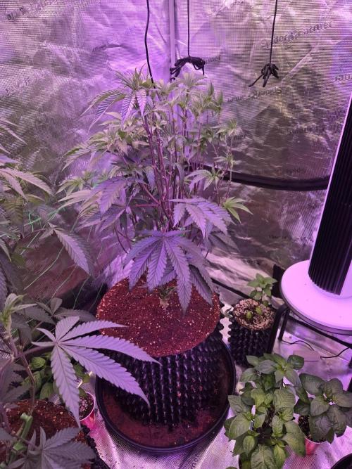 Mac1 F1 Hybrid. Week 11