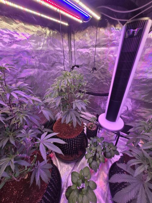 Mac1 F1 Hybrid. Week 11