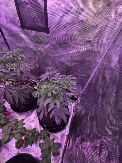 Mac1 F1 Hybrid. Week 11