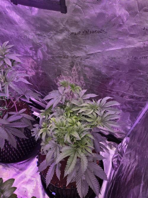 Mac1 F1 Hybrid. Week 11