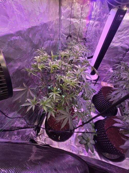 Mac1 F1 Hybrid. Week 11