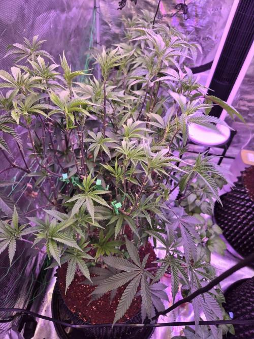 Mac1 F1 Hybrid. Week 11