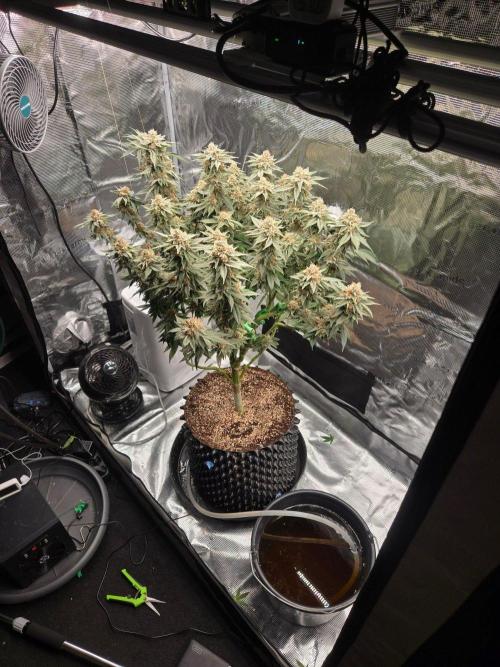 Tangerine Dream. Week 17