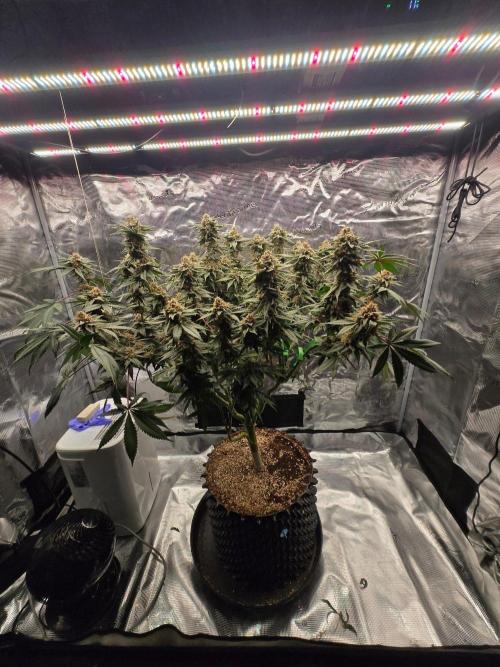 Tangerine Dream. Week 17