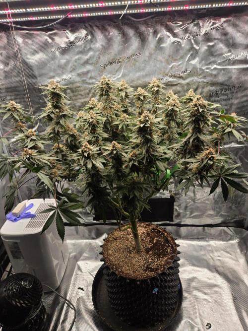 Tangerine Dream. Week 17
