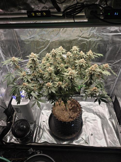 Tangerine Dream. Week 17