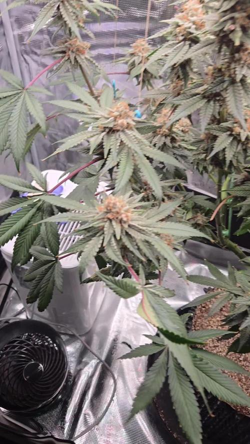 Tangerine Dream