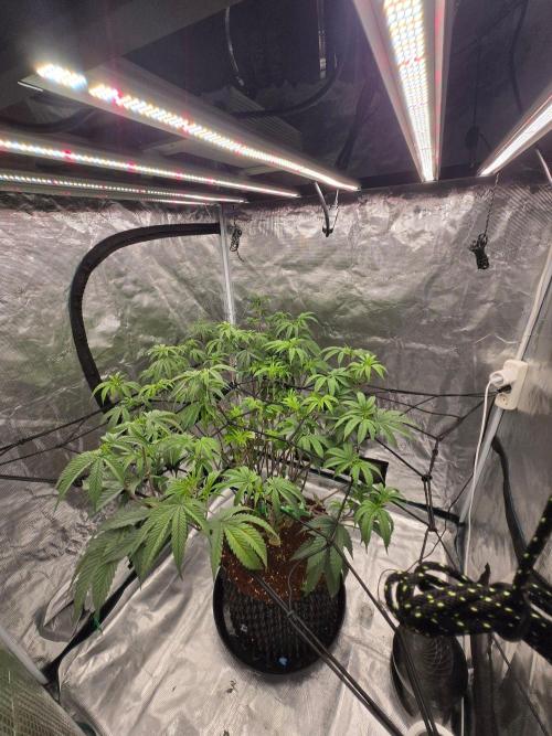 MAC1 starting from week 13 veg. Week 13