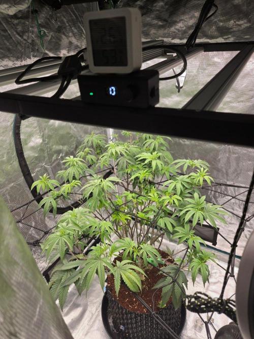 MAC1 starting from week 13 veg. Week 13