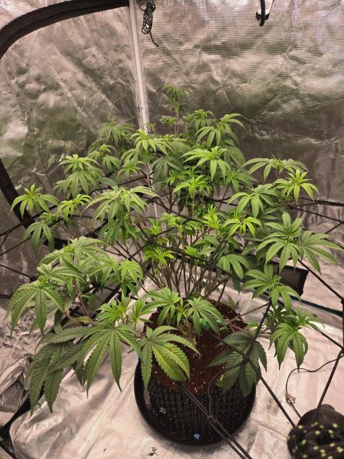MAC1 starting from week 13 veg. Week 13