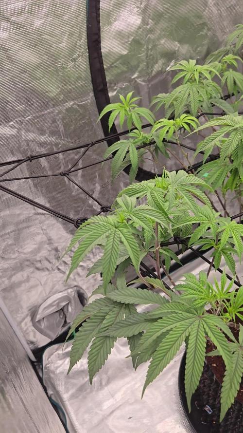 MAC1 starting from week 13 veg