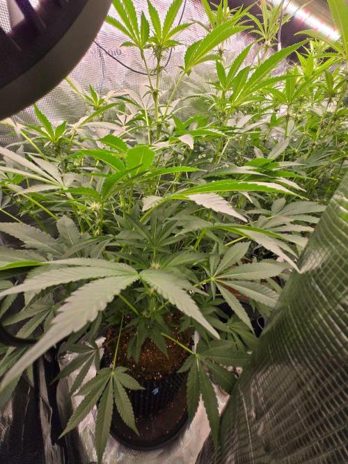 1x Gorilla x White Widow. Week 2