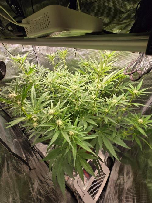 1x Gorilla x White Widow. Week 2