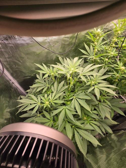 1x Gorilla x White Widow. Week 2