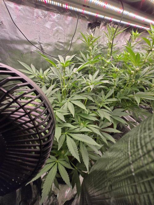 1x Gorilla x White Widow. Week 2