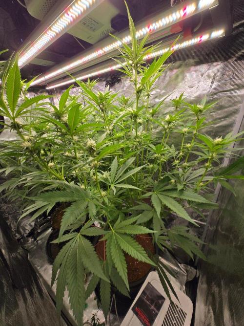 1x Gorilla x White Widow. Week 2