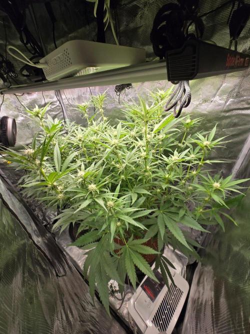 1x Gorilla x White Widow. Week 2