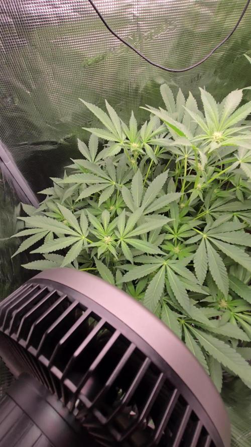 1x Gorilla x White Widow