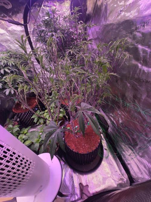 Gorilla Glue #4 x white widow. Week 13