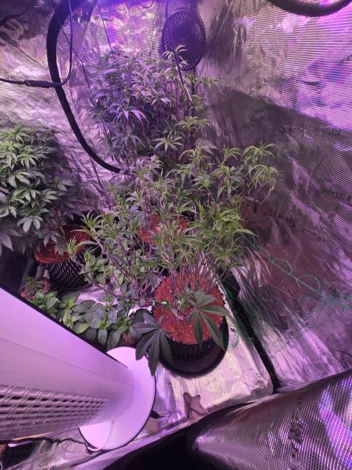 Gorilla Glue #4 x white widow. Week 13