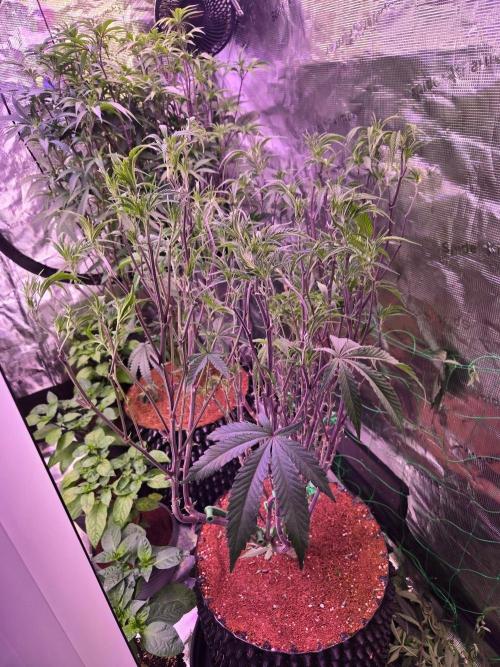 Gorilla Glue #4 x white widow. Week 13