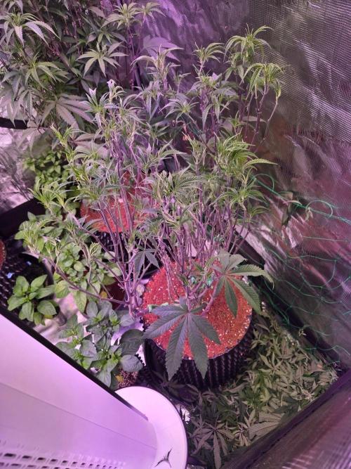 Gorilla Glue #4 x white widow. Week 13