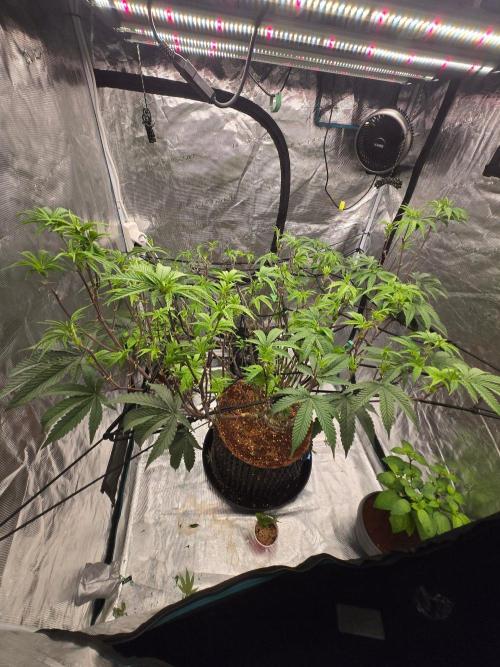 MAC1 starting from week 13 veg. Week 14