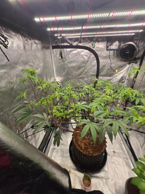 MAC1 starting from week 13 veg. Week 14